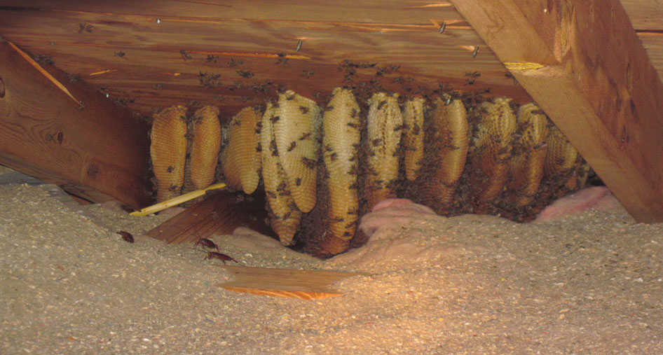 bees nest in the attic