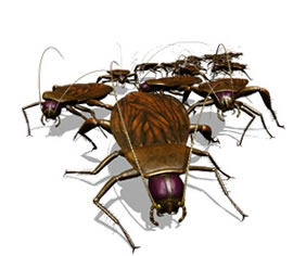 roach removal