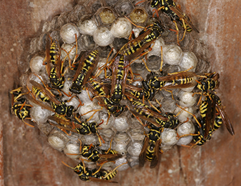 wasp nest removal