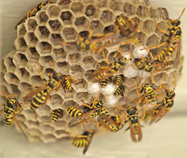 wasp nest removal