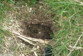 yellow jacket removal