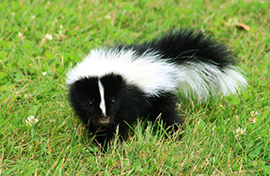 Washington DC Skunk Control