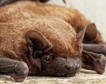 Washington DC Bat Removal