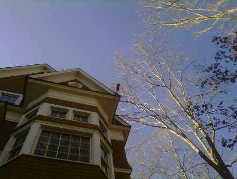 flying squirrel removal