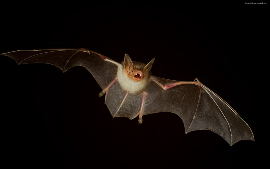 Bat Image
