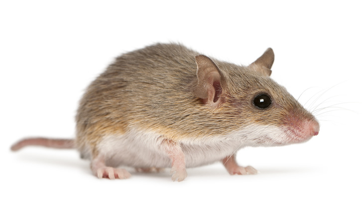 house mouse control
