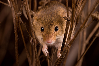 Washington DC Rodent Control