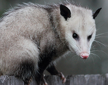 Washington DC Opossum Control