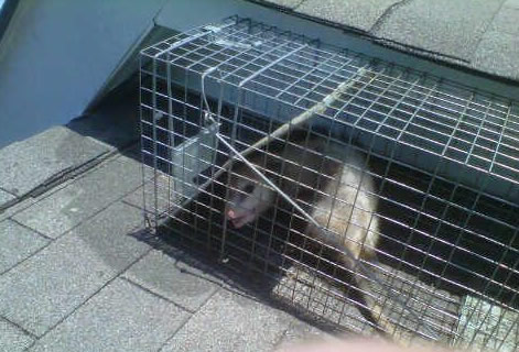 opossum removal