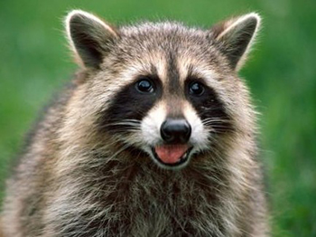 Washington DC Raccoon Control
