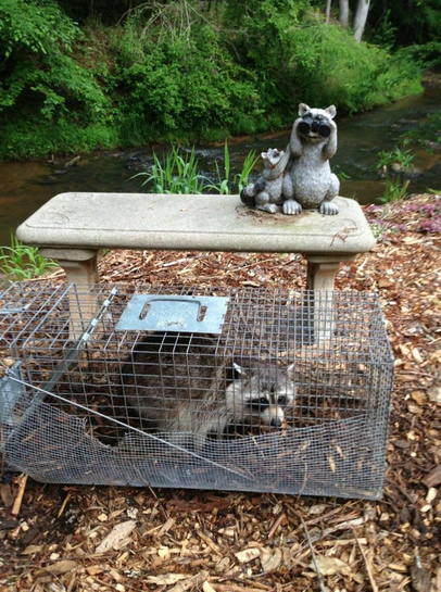 Raccoon Control Atlanta GA