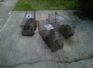 Trap Raccoons