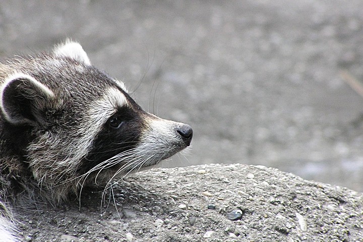 Marietta Raccoon Removal