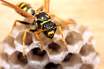 Washington DC Wasp Removal